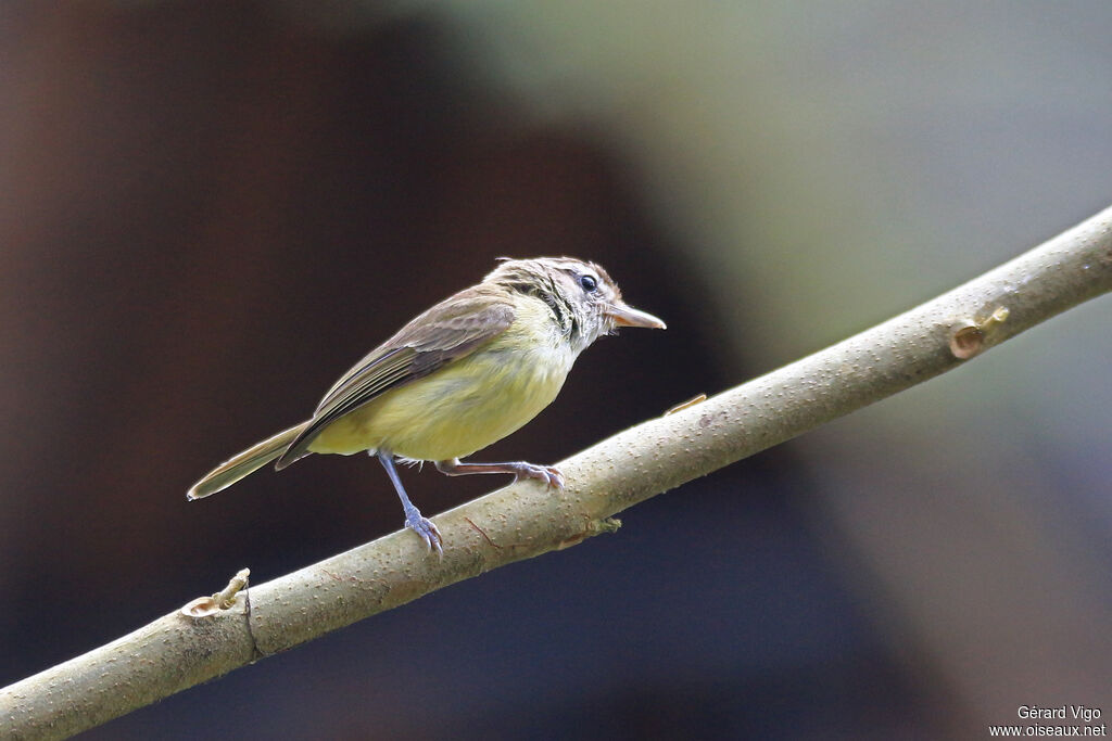 Brown-capped Vireoadult