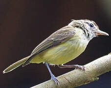 Brown-capped Vireo