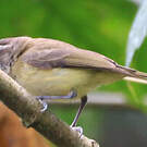 Viréo à calotte brune