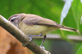 Brown-capped Vireo