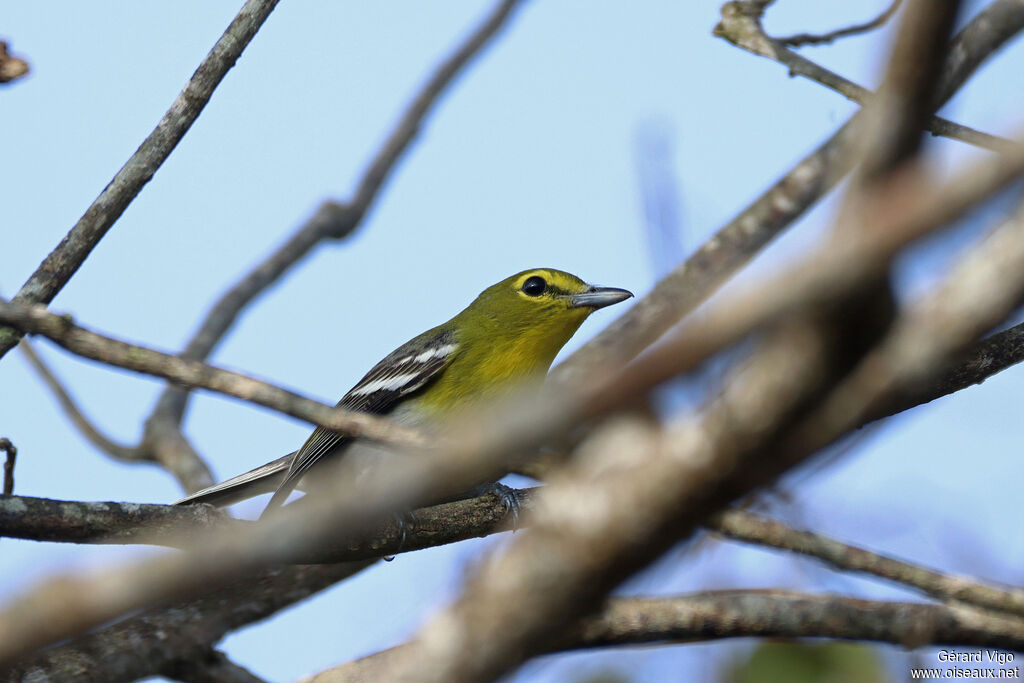 Viréo à gorge jaune