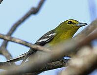 Viréo à gorge jaune