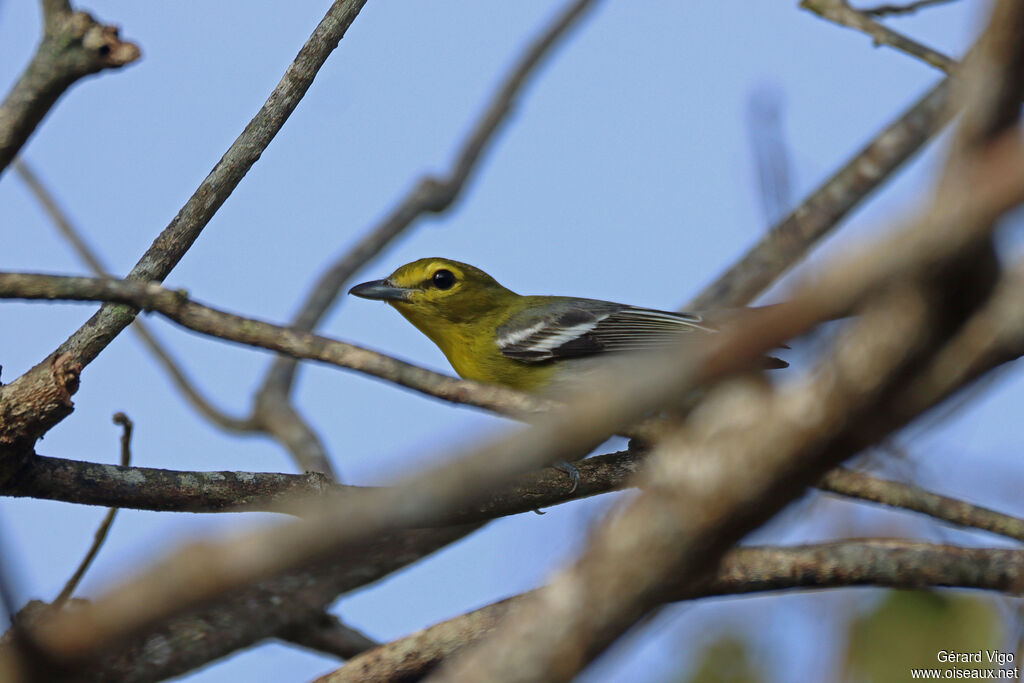 Viréo à gorge jaune