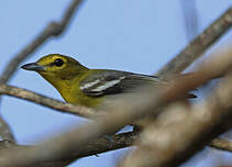 Viréo à gorge jaune