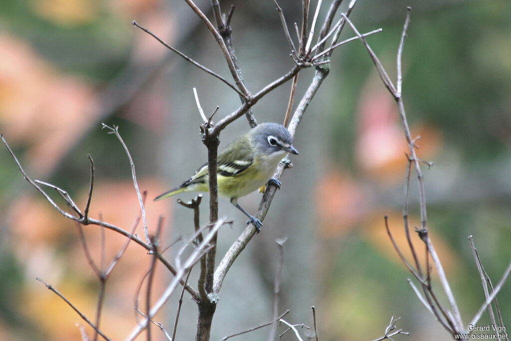 Blue-headed Vireoadult, identification