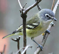 Blue-headed Vireo