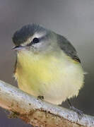 Philadelphia Vireo