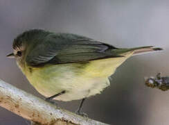 Philadelphia Vireo