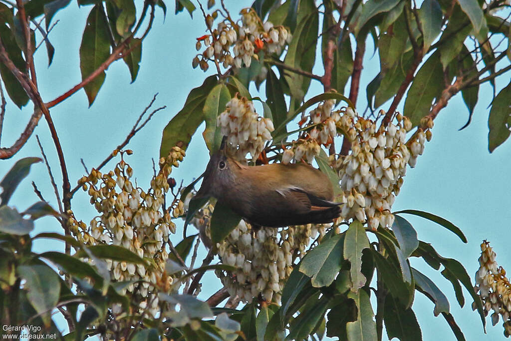 Yuhina à gorge striéeadulte, mange