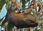 Yuhina à gorge striée