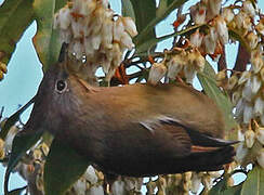 Yuhina à gorge striée