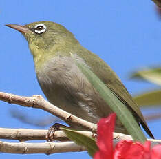 Zostérops d'Abyssinie