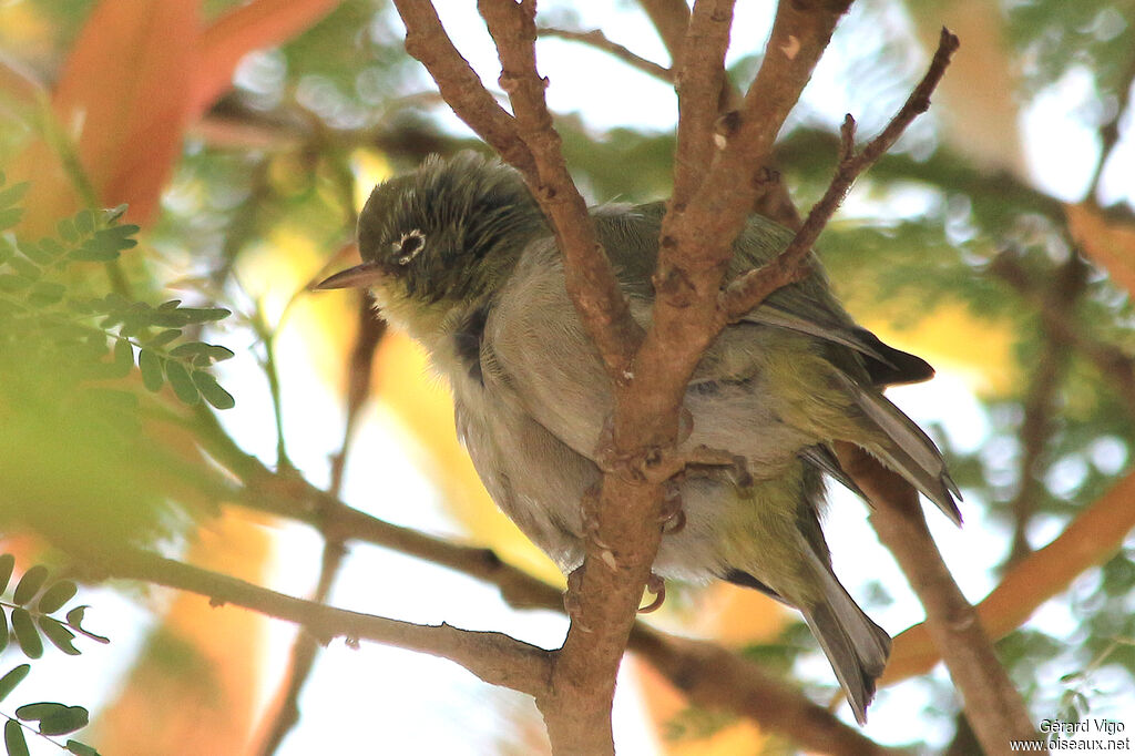 Abyssinian White-eyejuvenile