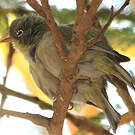 Zostérops d'Abyssinie