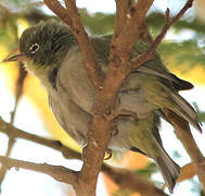 Abyssinian White-eye