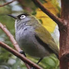 Zostérops de la Réunion