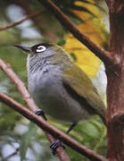 Reunion Olive White-eye