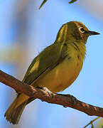 Northern Yellow White-eye