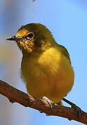 Northern Yellow White-eye