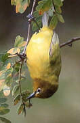 Northern Yellow White-eye