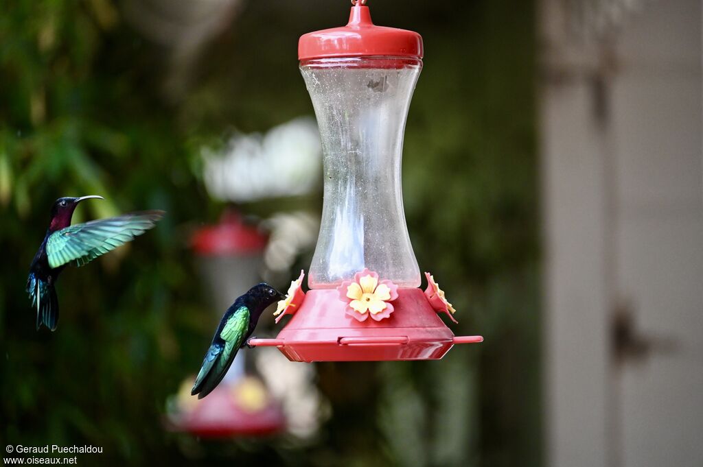 Colibri madère, Vol, boit