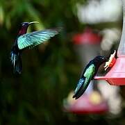 Purple-throated Carib