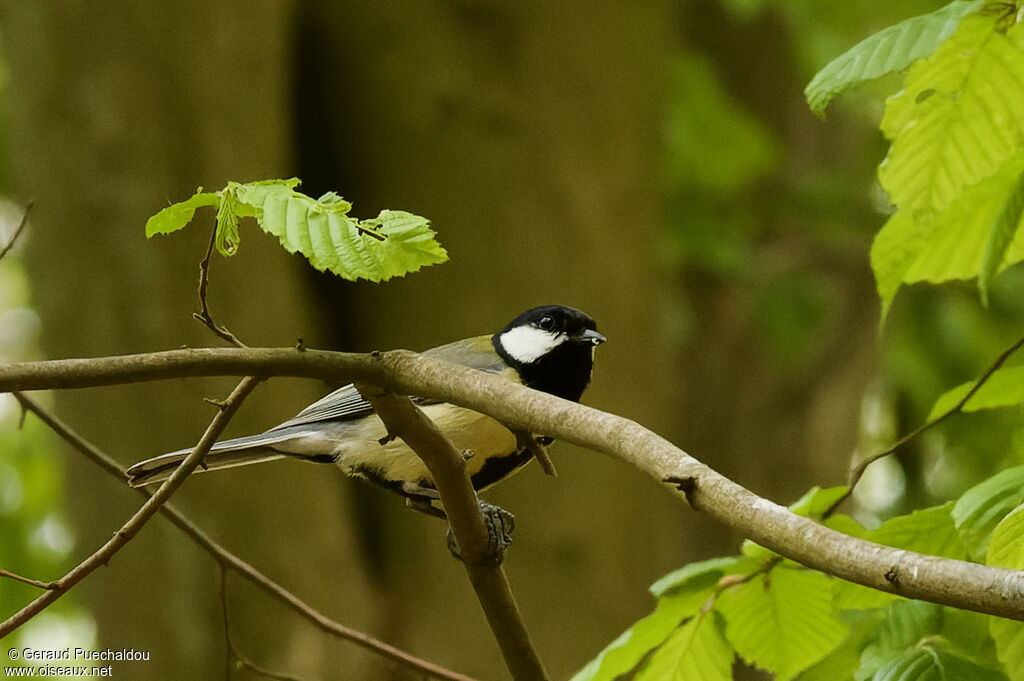 Mésange charbonnièreadulte