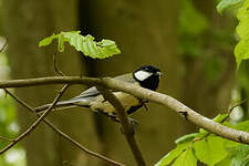 Mésange charbonnière