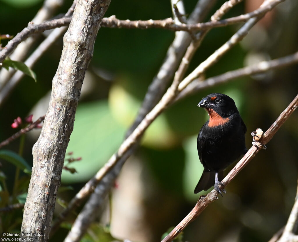 Sporophile rougegorge mâle adulte, identification