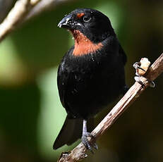 Sporophile rougegorge