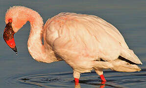 Lesser Flamingo