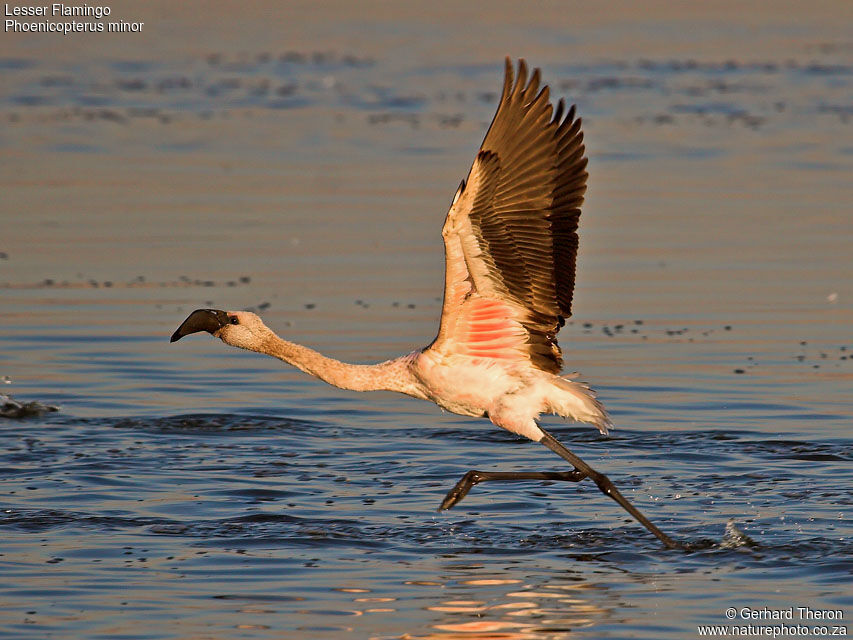 Lesser FlamingoFirst year