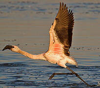 Lesser Flamingo