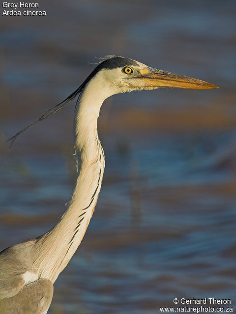 Grey Heron