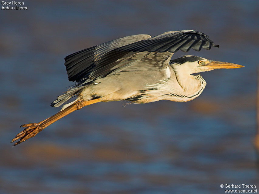 Grey Heron