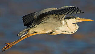 Grey Heron