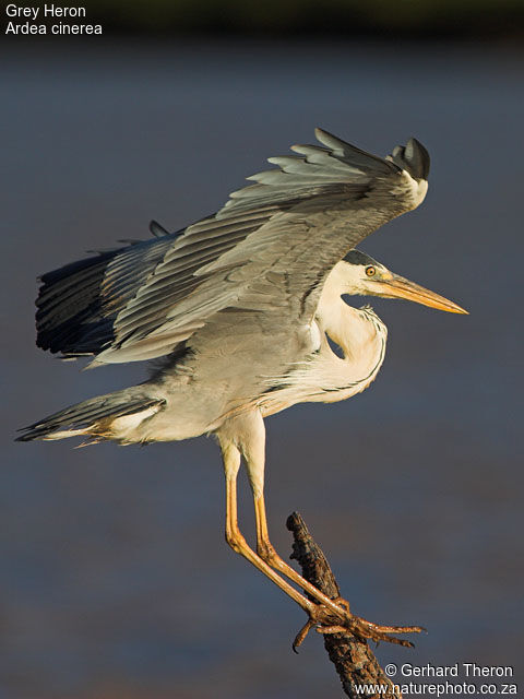 Grey Heron