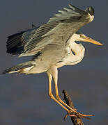 Grey Heron