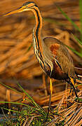 Purple Heron