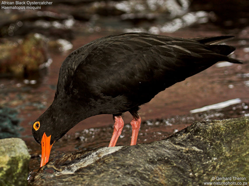 African Oystercatcheradult