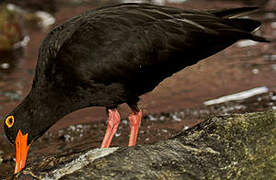 African Oystercatcher