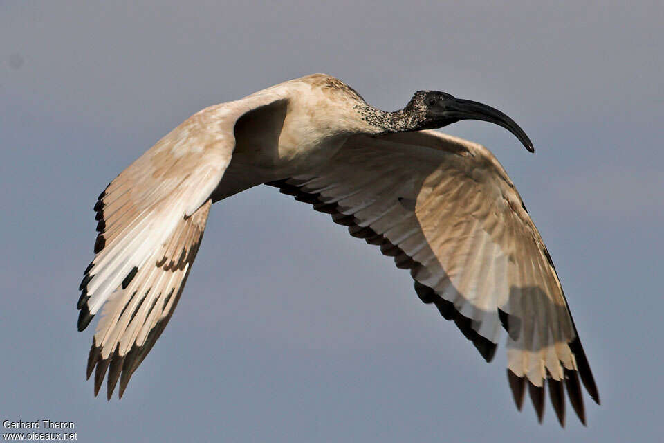 African Sacred Ibis, Flight