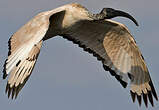 Ibis sacré