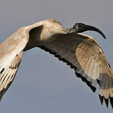 Ibis sacré