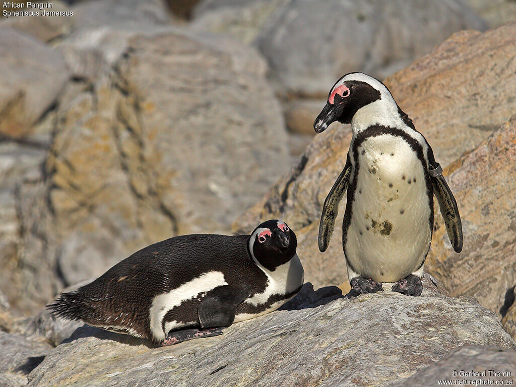 African Penguinadult