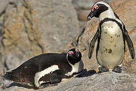 African Penguin