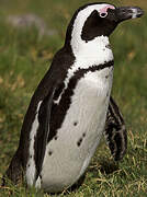 African Penguin