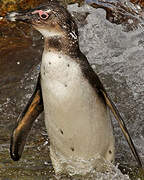 African Penguin