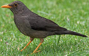 Karoo Thrush