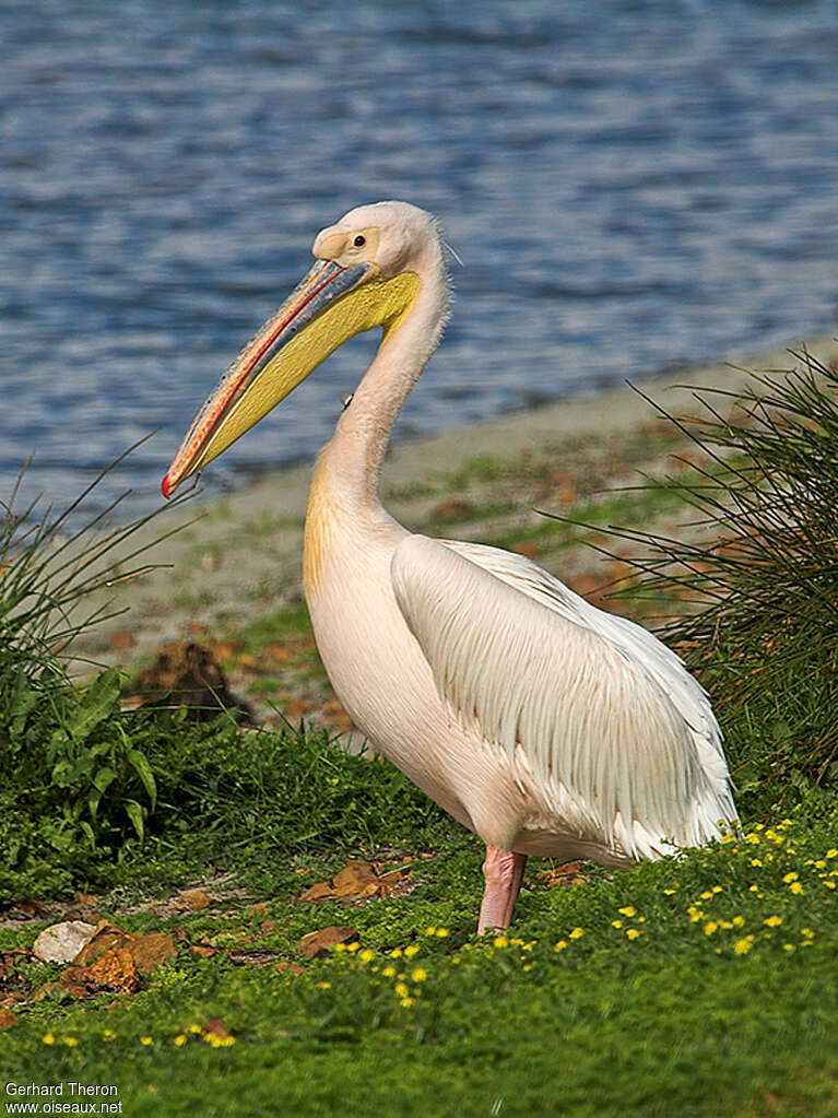 Pélican blancadulte, identification